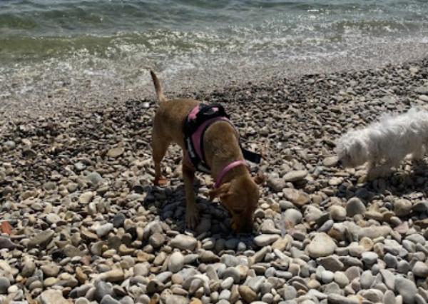 viajaconperro (1)