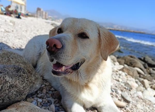viajaconperro (3)