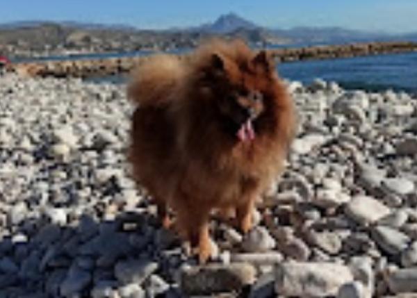 viajaconperro (4)