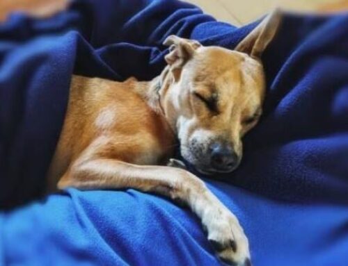 El poder terapéutico de los perros: cómo ver fotos caninas benefician tu salud