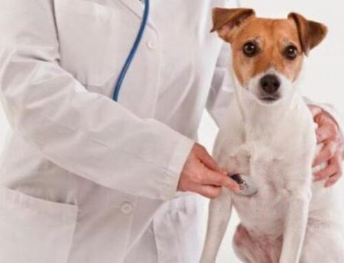 Como solicitar veterinario gratuito