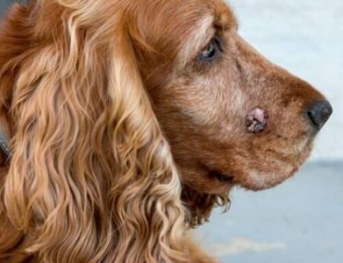 Bultos en perros, cómo identificarlos y de qué tipos existen