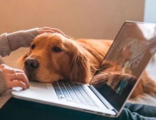 Permisos Laborables para el cuidado de Mascotas