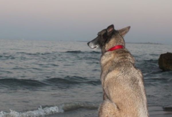 viajaconperro (4)