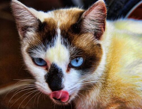 Verrugas en gatos – Tipos, causas y tratamientos