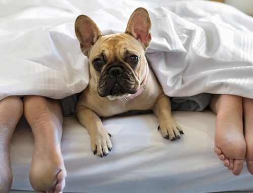 ¿Es saludable compartir cama con nuestras mascotas?