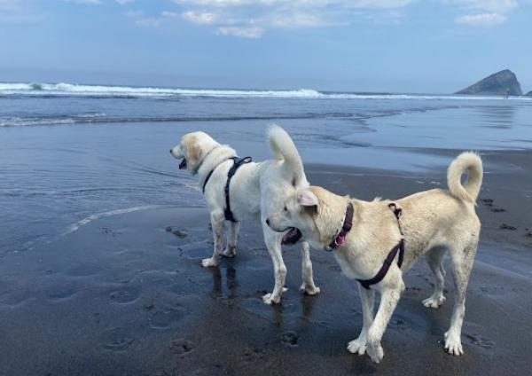 viajaconperro (1)