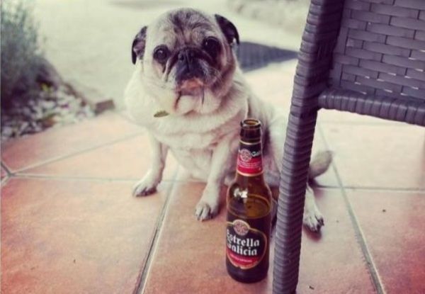 viajaconperro-1-116