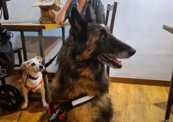 viajaconperro (1)