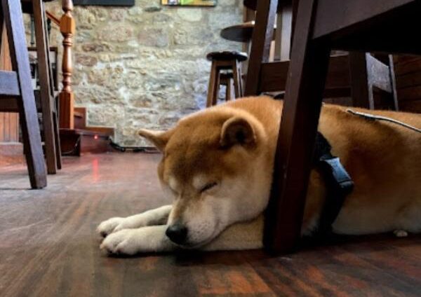 viajaconperro (1)