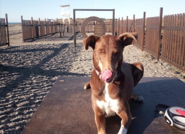 viajaconperro (1)