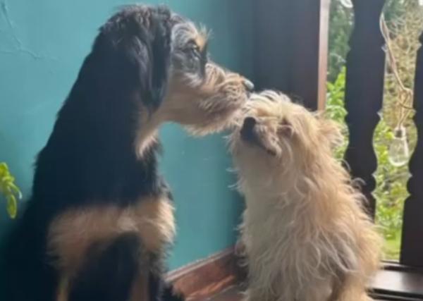 viajaconperro (1)