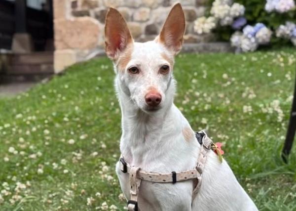 viajaconperro (1)