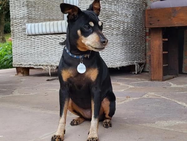 viajaconperro (1)
