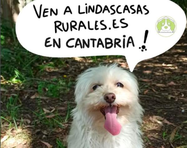 viajaconperro (1)