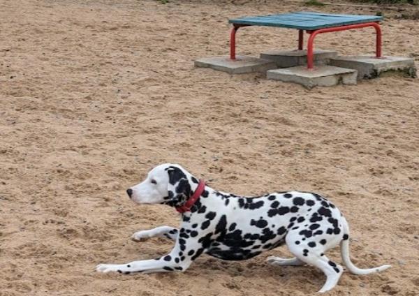 viajaconperro (1)