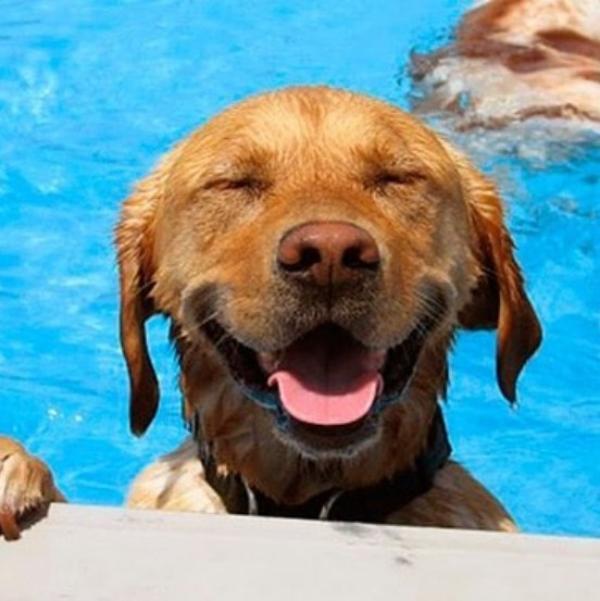 viajaconperro (1)