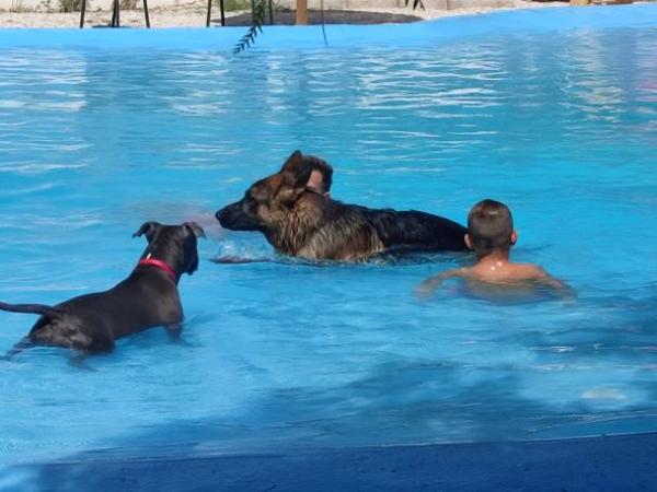 viajaconperro (1)