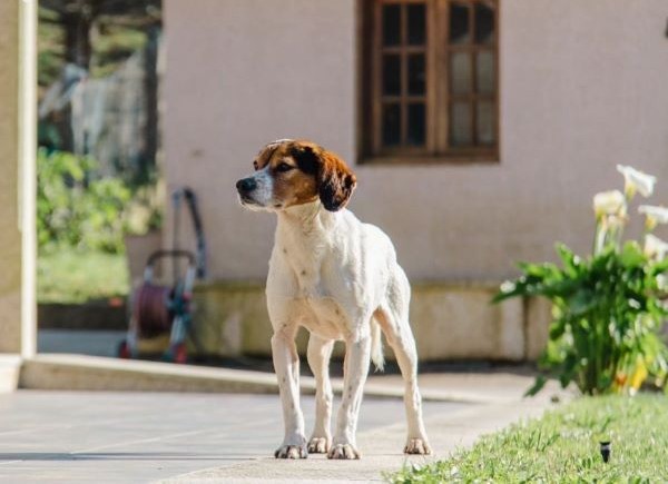 viajaconperro-1-41