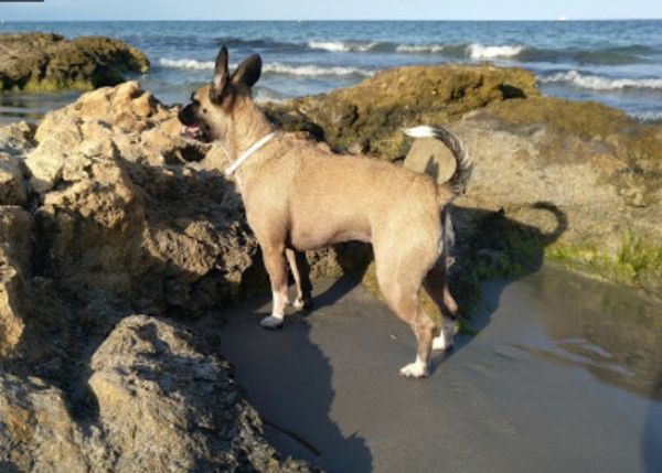 viajaconperro (1)1