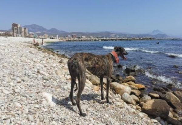 viajaconperro (13)