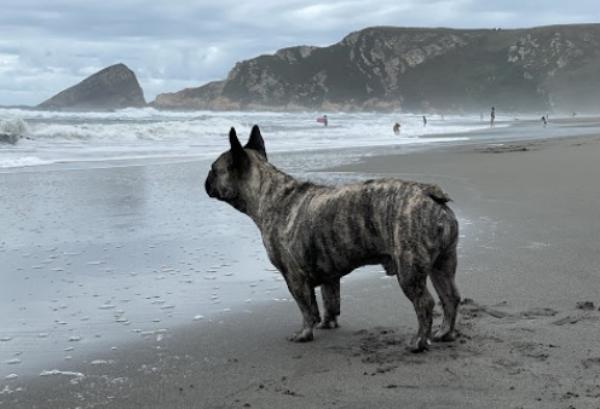 viajaconperro (2)