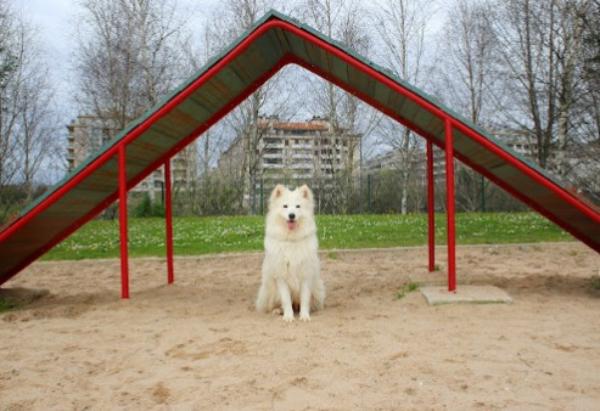 viajaconperro (2)