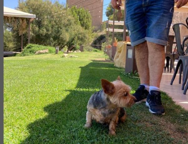 viajaconperro (2)