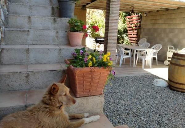 viajaconperro (2)