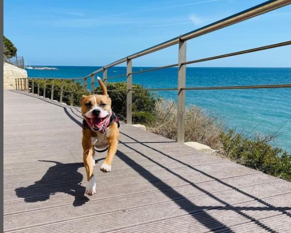 viajaconperro (2)