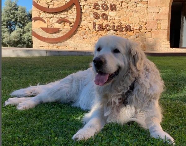 viajaconperro (2)