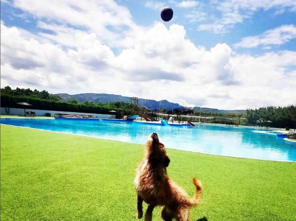 viajaconperro (2)