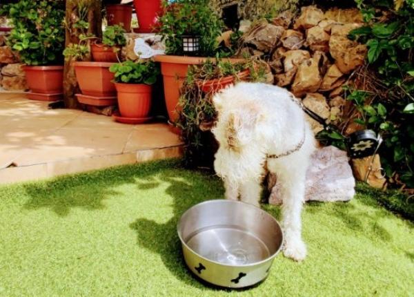 viajaconperro (2)