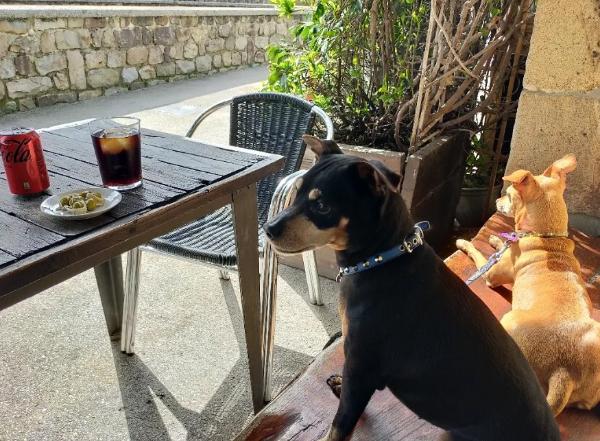 viajaconperro (2)