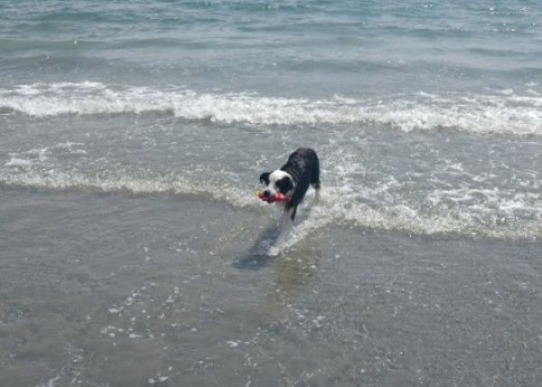 viajaconperro (2)2