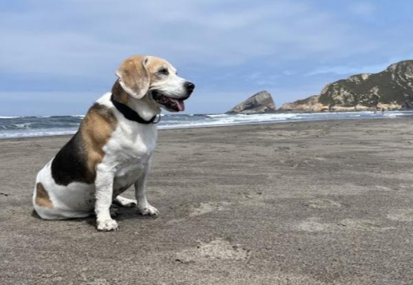 viajaconperro (3)