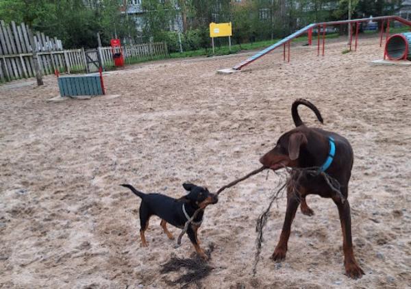 viajaconperro (3)