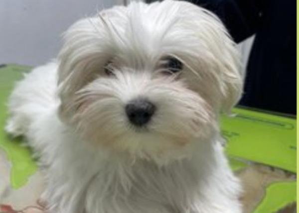 viajaconperro (3)