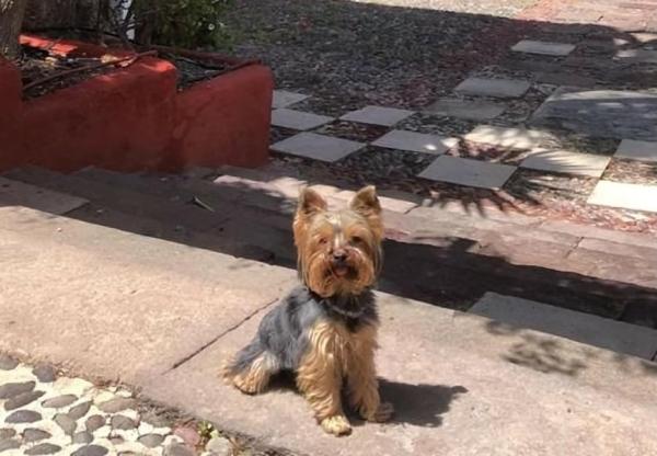 viajaconperro (3)