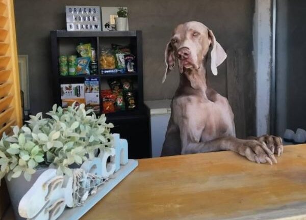 viajaconperro (3)