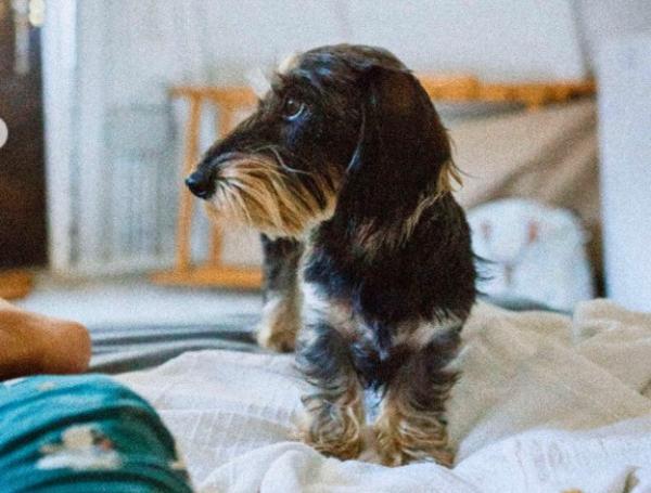 viajaconperro (3)