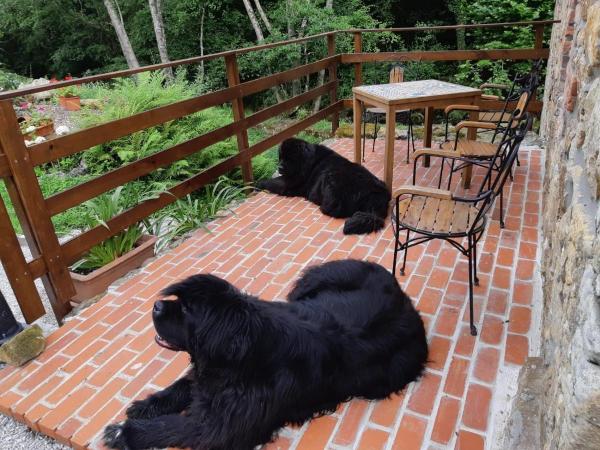 viajaconperro (3)