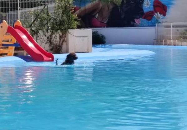viajaconperro-3-312