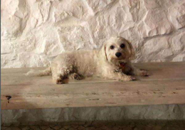 viajaconperro (3)