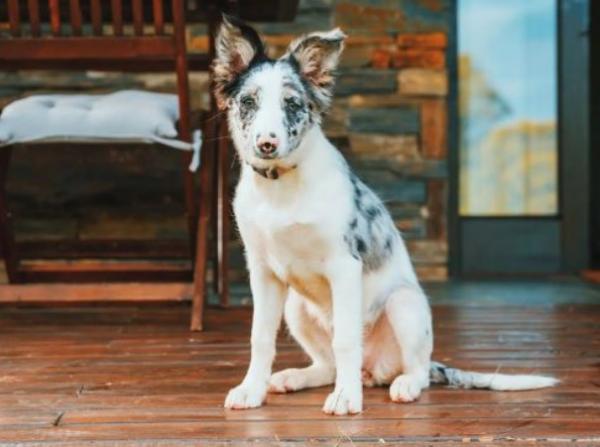 viajaconperro (3)