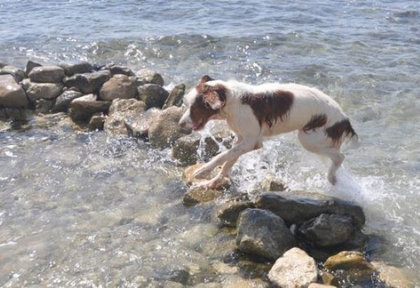 viajaconperro (3)