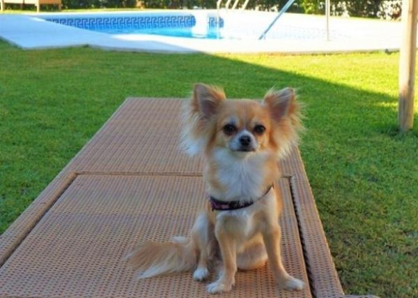 viajaconperro (3)
