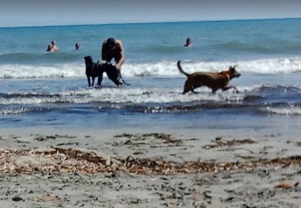 viajaconperro (3)3