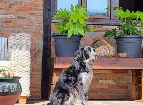 viajaconperro (4)