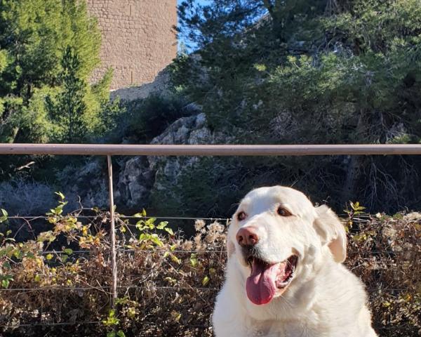 viajaconperro (4)